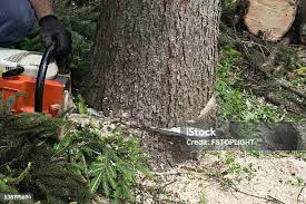 Best Tree Mulching  in Saratoga, CA