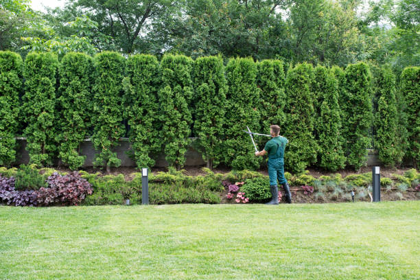 Best Lawn Mowing  in Saratoga, CA